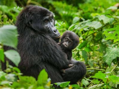 Africa Gorilla Trek