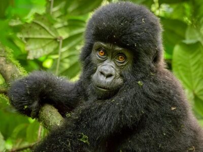 Rwanda Gorilla Trekking Safaris