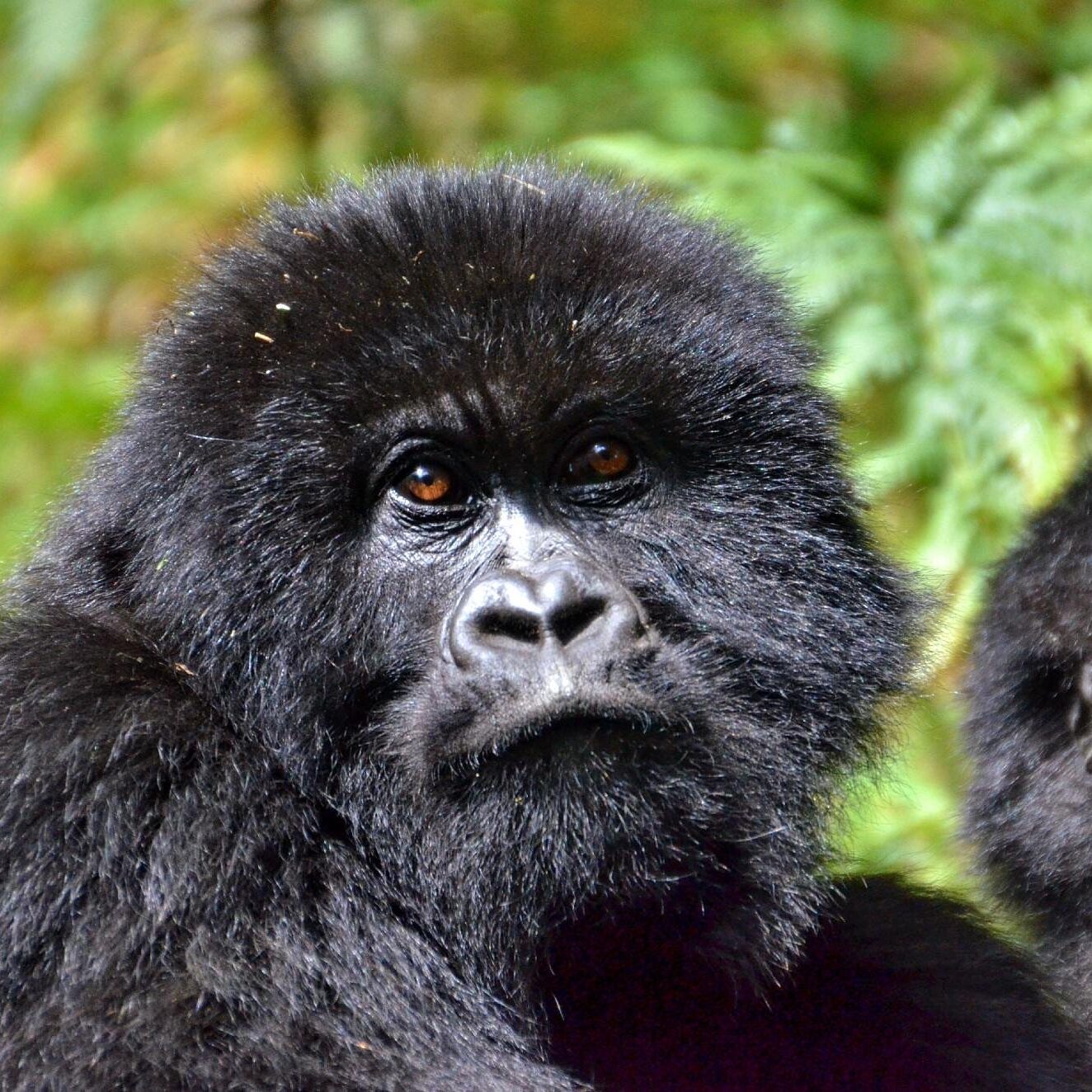 1 DAY RWANDA GORILLA TREK