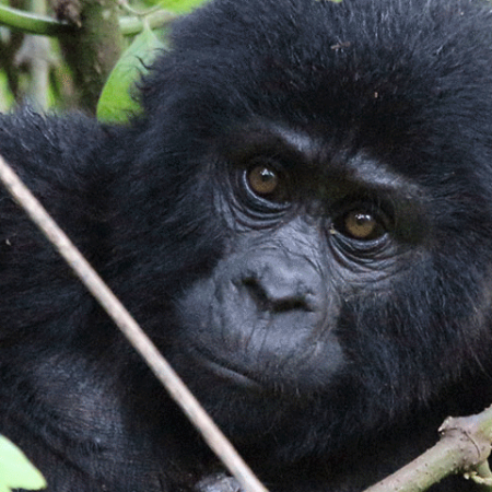 1 DAY RWANDA GORILLA TREK 2