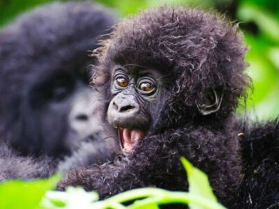 1 DAY RWANDA GORILLA TREK 3