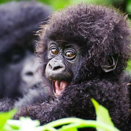 1 DAY RWANDA GORILLA TREK 3