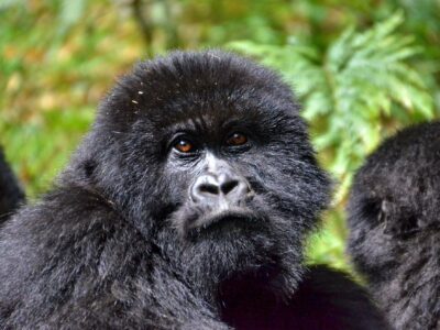 1 DAY RWANDA GORILLA TREK