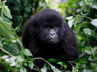 1 Day Congo Gorilla Trekking