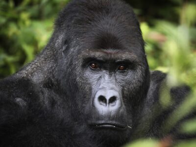 1 Day Congo Gorilla Trekking