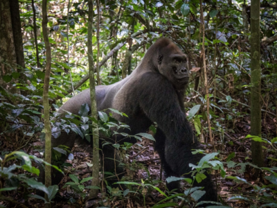 Congo Gorilla Trekking