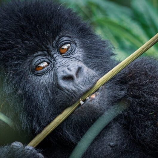 GORILLAS uganda GORILLAS uganda