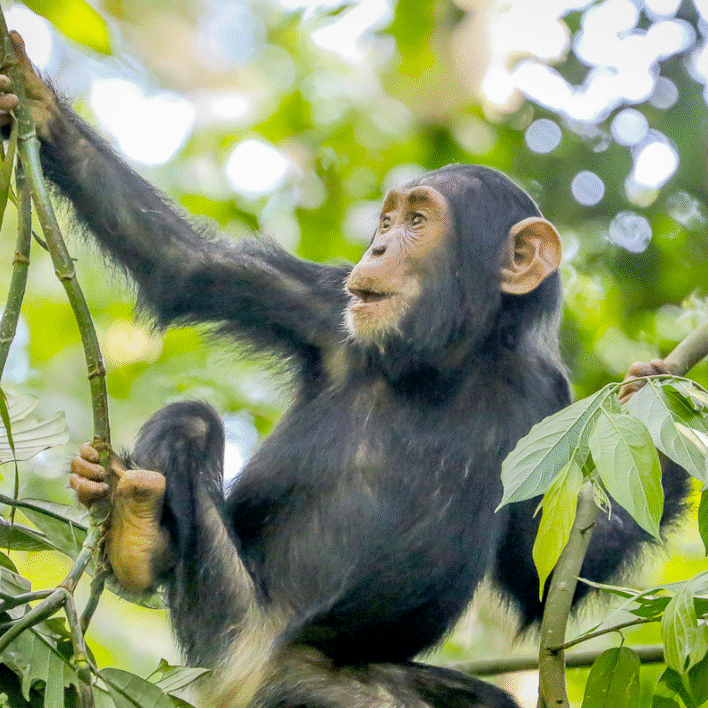 Chimpanzees Chimpanzees