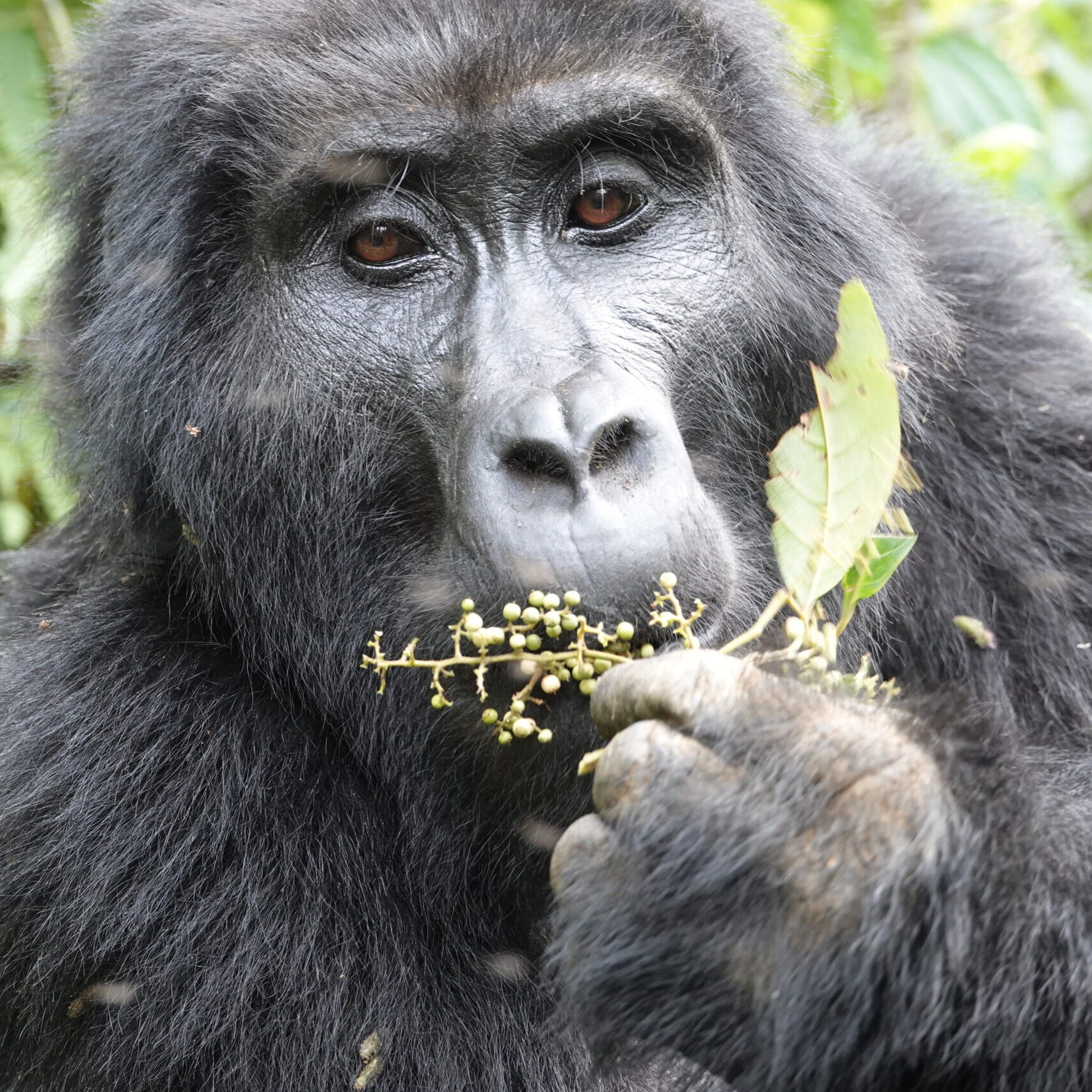 3 Day Gorilla Trekking In Uganda 3 Day Gorilla Trekking In Uganda