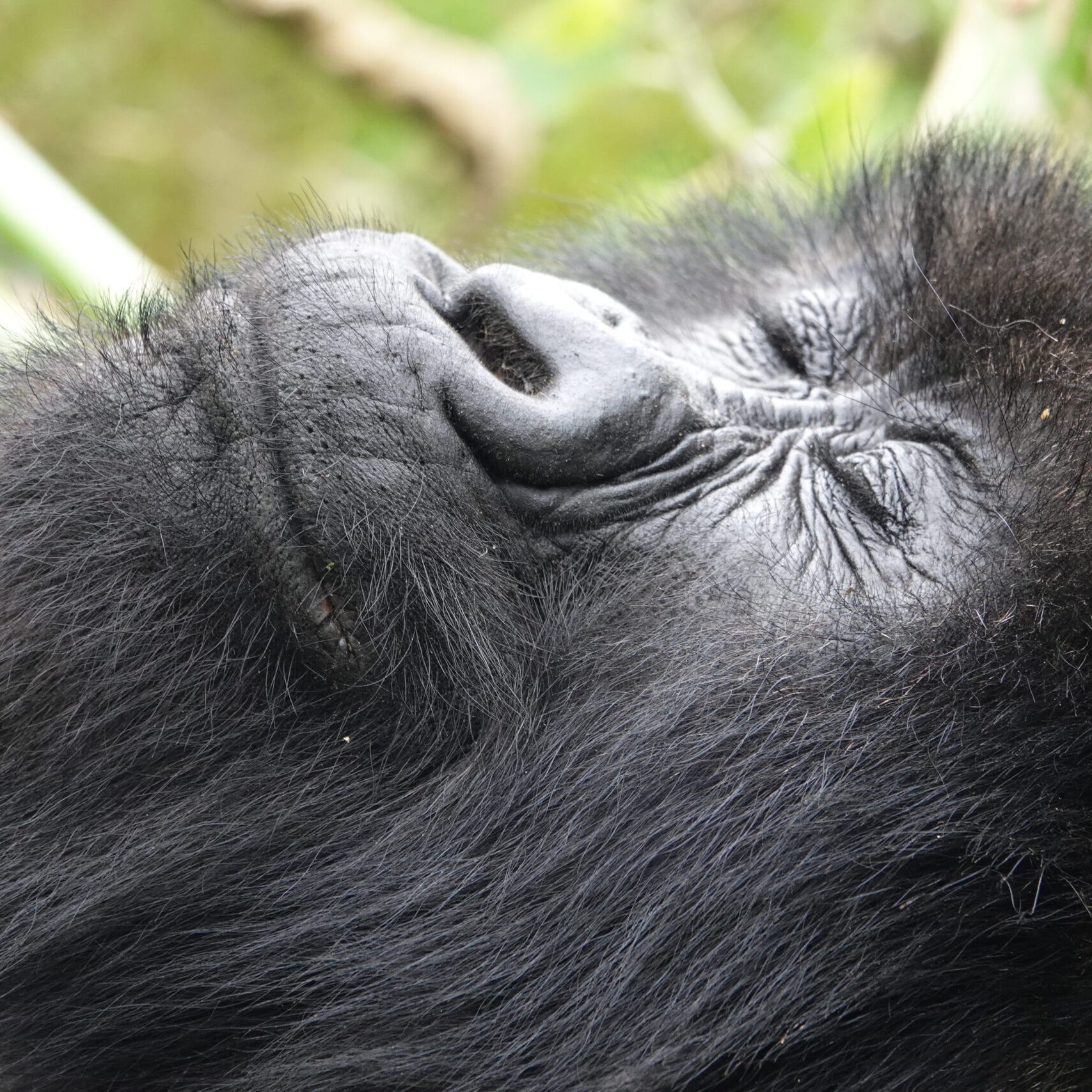 Rwanda Gorillas And Wildlife Rwanda Gorillas And Wildlife