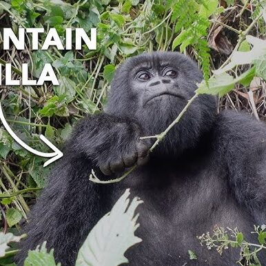 Times To Visit Rwanda Africa Times To Visit Rwanda Africa