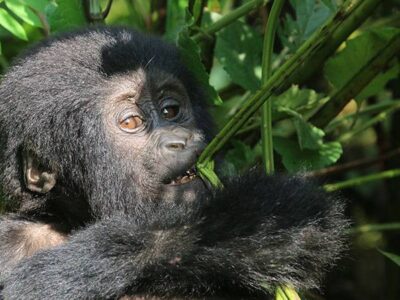 Times To Visit Uganda