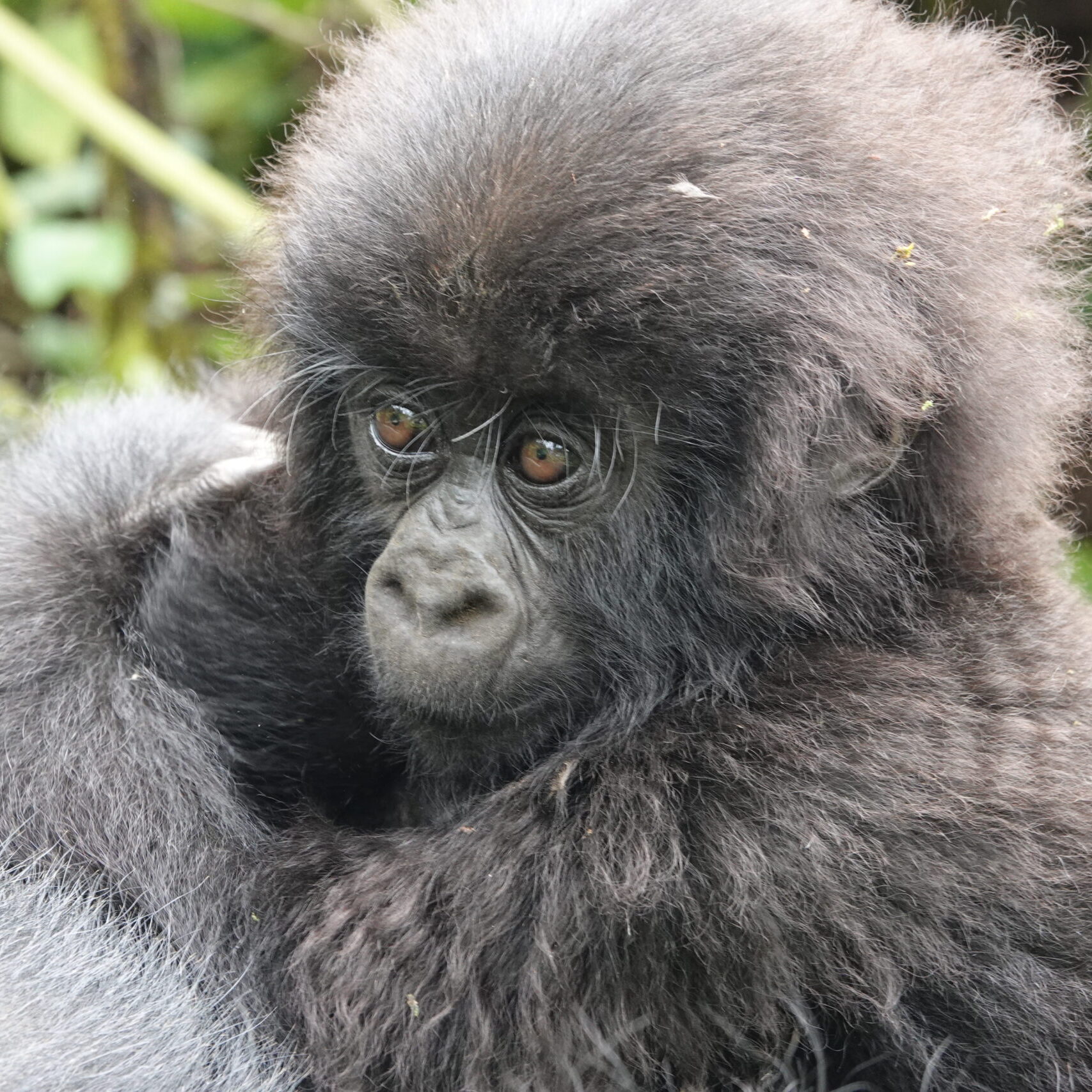 2-Day Gorilla Trekking Rwanda 2-Day Gorilla Trekking Rwanda