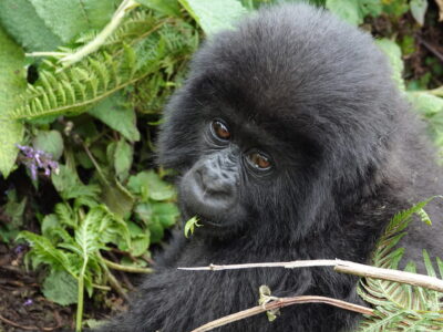 2-Day Rwanda Gorilla Trek 2-Day Rwanda Gorilla Trek