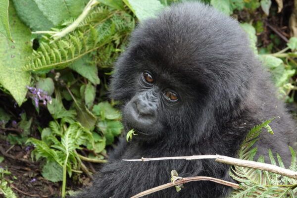 2-Day Rwanda Gorilla Trek