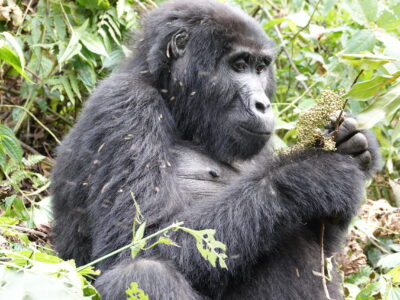 3-Day Uganda Gorilla Trekking 3-Day Uganda Gorilla Trekking