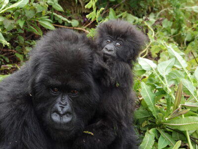 3-Day Rwanda Gorilla Trek 3-Day Rwanda Gorilla Trek