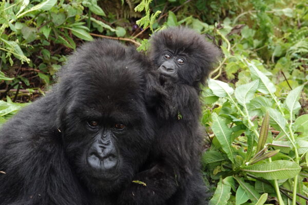 3-Day Rwanda Gorilla Trek