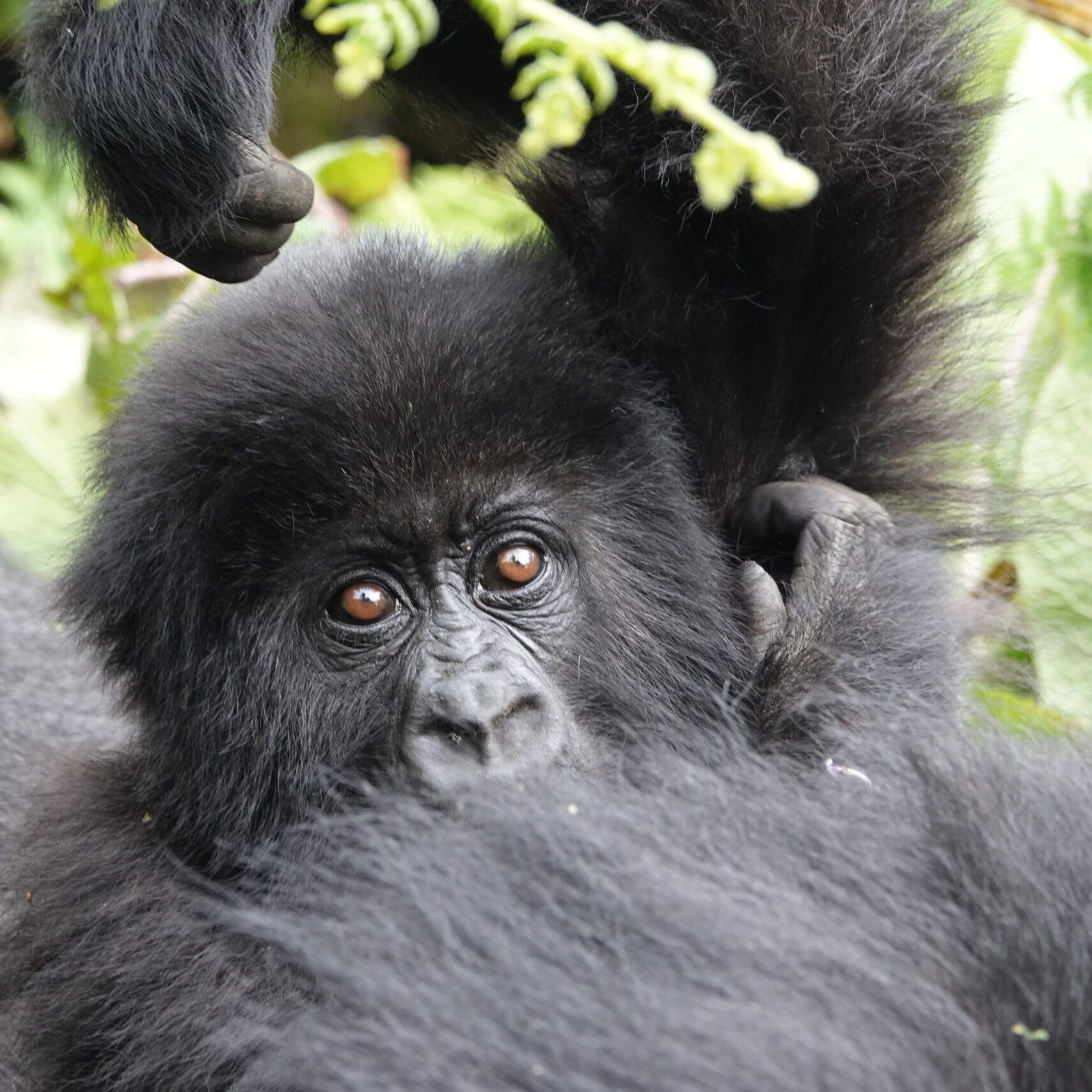 Affordable Luxury Gorilla Trekking Affordable Luxury Gorilla Trekking