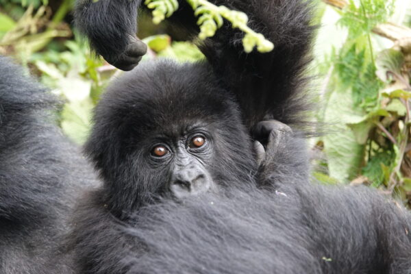 Affordable Luxury Gorilla Trekking Affordable Luxury Gorilla Trekking