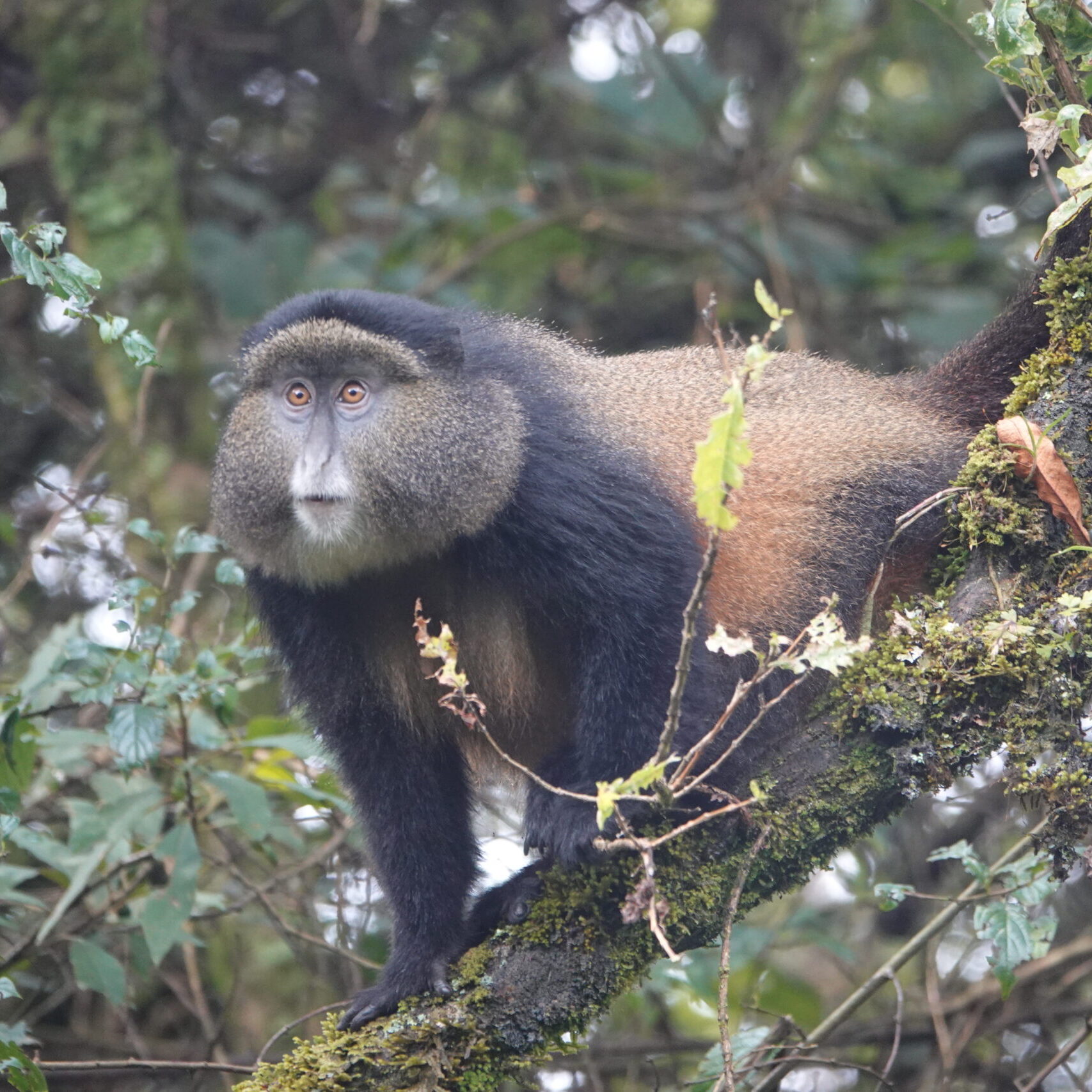 Golden Monkey Trekking Golden Monkey Trekking