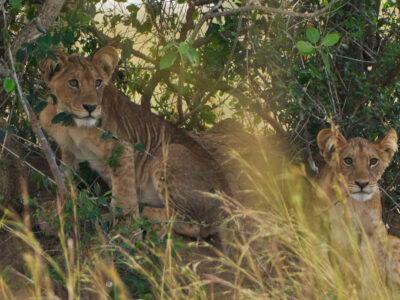 Lion Tracking