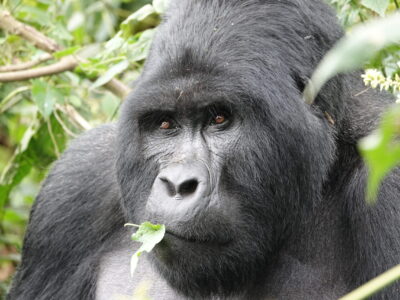 Affordable Luxury Gorilla Trekking