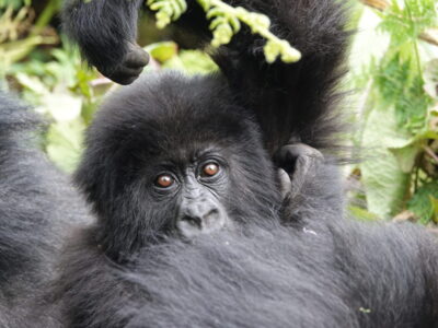 Affordable Luxury Gorilla Trekking