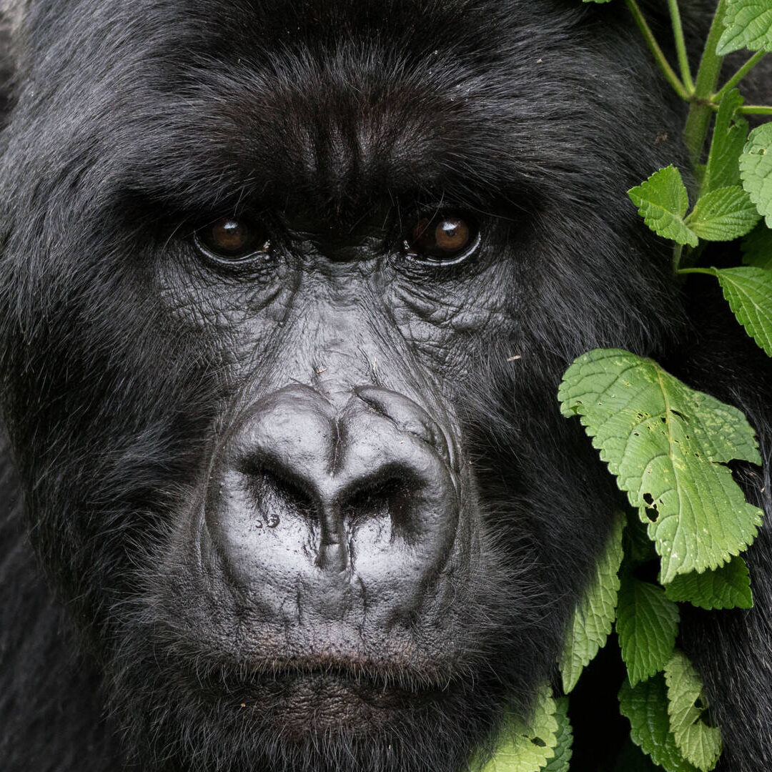 3-Day Gorilla Trekking