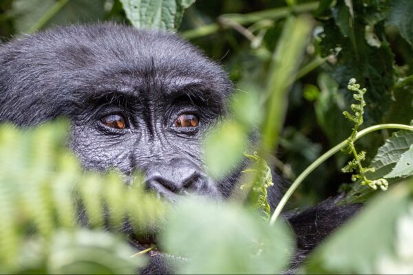 3-Day Luxury Gorilla Trekking