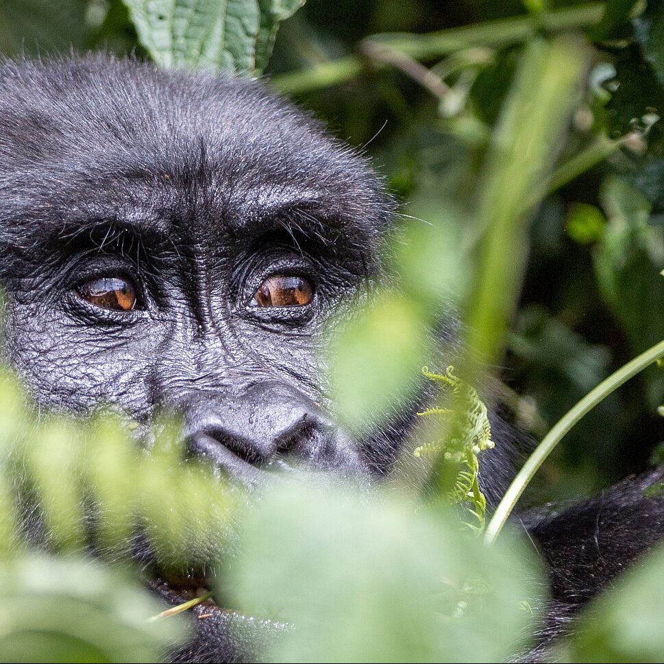 3-Day Luxury Gorilla Trekking 3-Day Luxury Gorilla Trekking