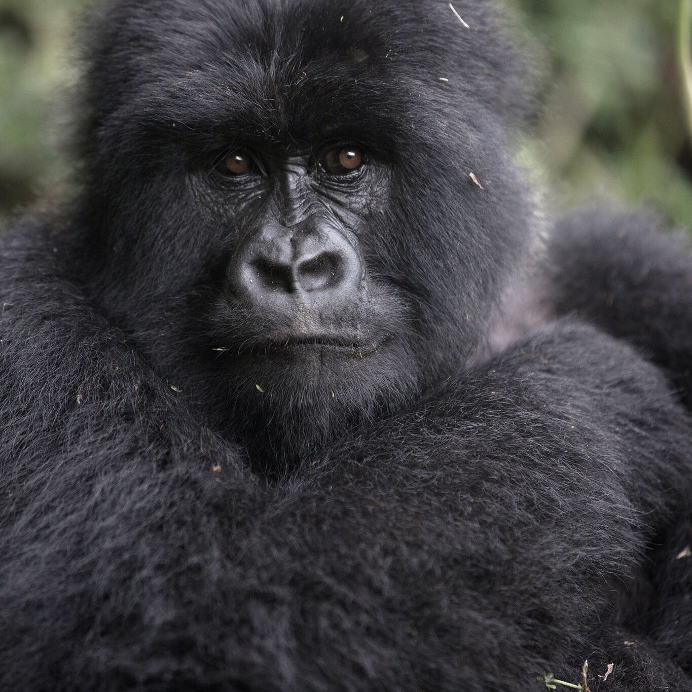 7-Day Rwanda Gorilla Tour 7-Day Rwanda Gorilla Tour