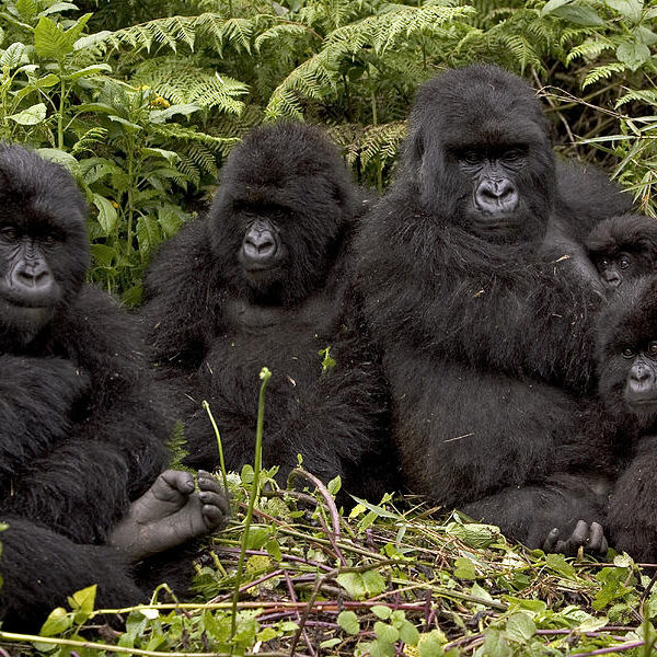 7-Day Rwanda Gorilla Tour 7-Day Rwanda Gorilla Tour