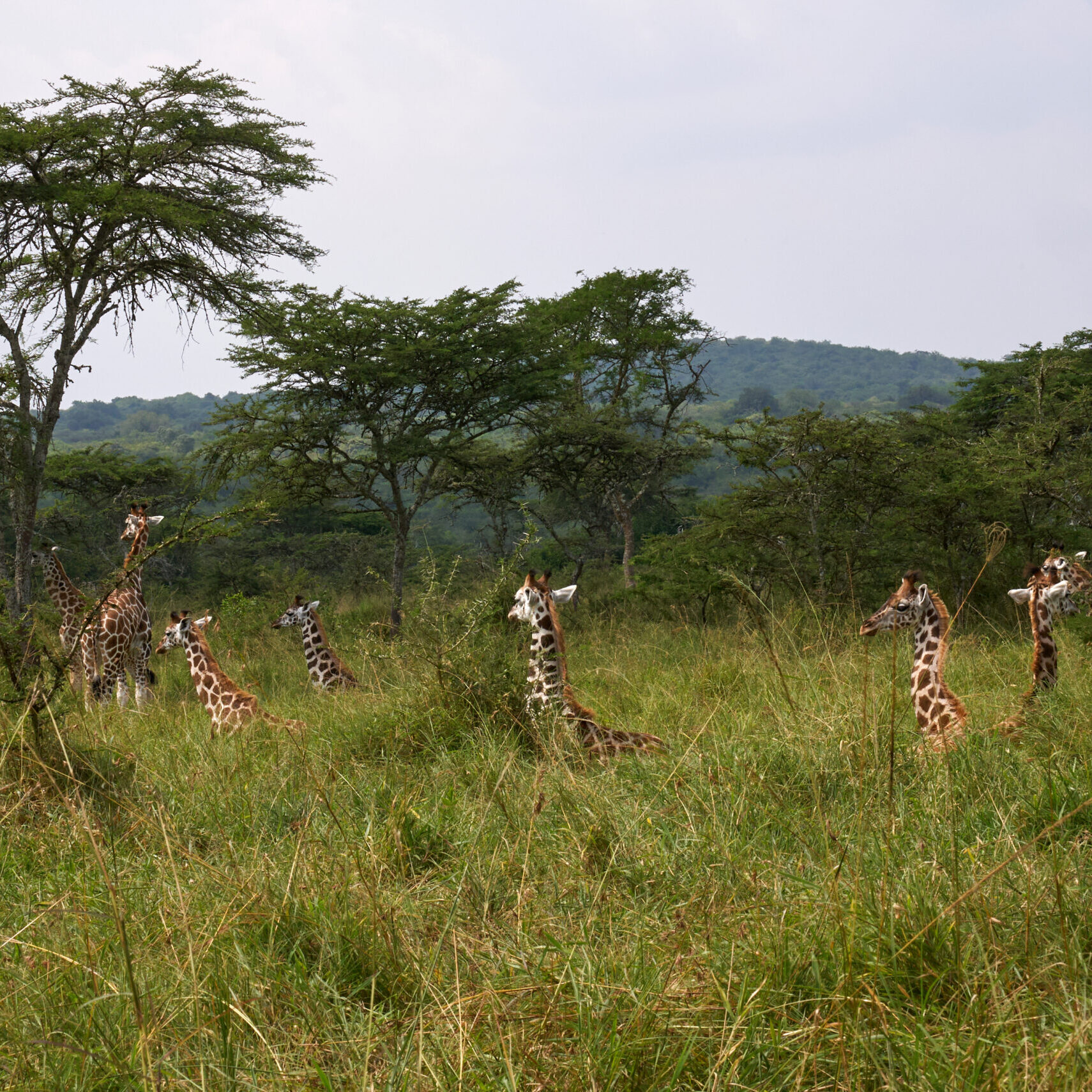7-Day Uganda Wildlife Safari 7-Day Uganda Wildlife Safari