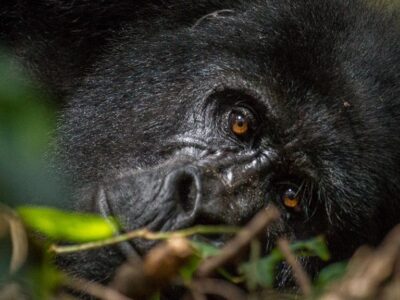 Bwindi Impenetrable Forest