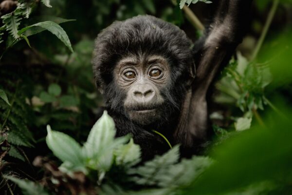 Bwindi Impenetrable National Park Bwindi Impenetrable National Park
