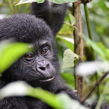 Gorilla Flying Safari Bwindi