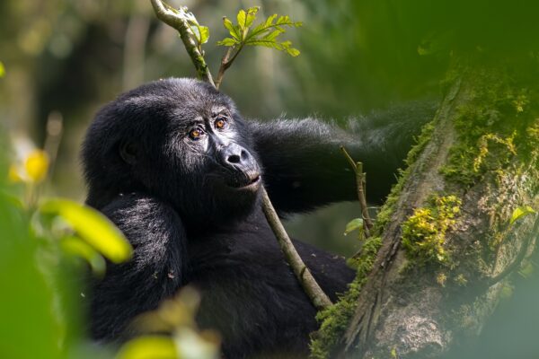 Gorilla Habituation