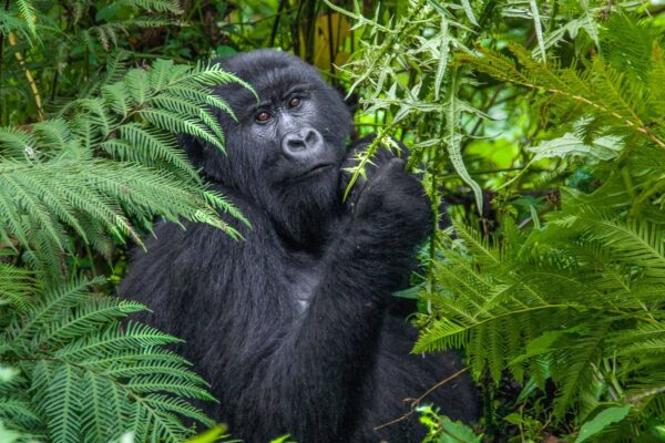 Gorilla Habituation