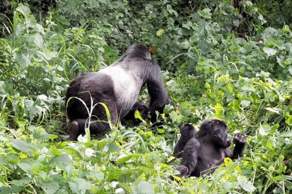 Gorilla Habituation Safari Package