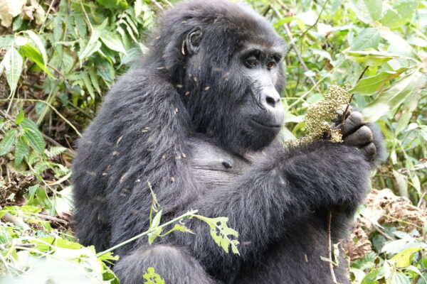 Gorilla Habituation