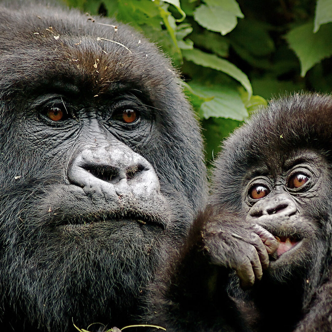 Gorilla Safari Package Gorilla Safari Package
