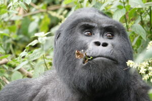 Gorilla Trekking