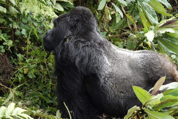 Gorilla Trekking Guide Gorilla Trekking Guide