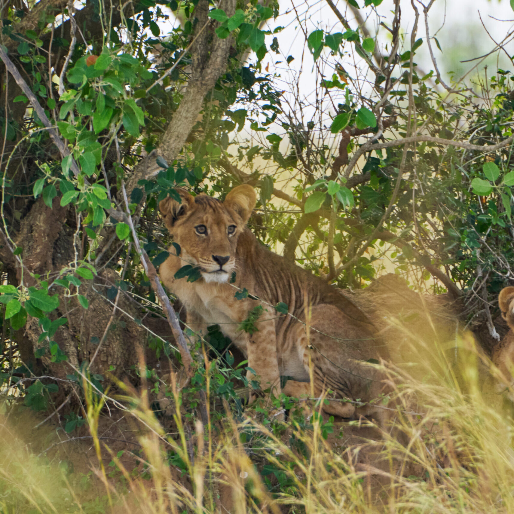 Gorilla Trekking and Lion Tracking
