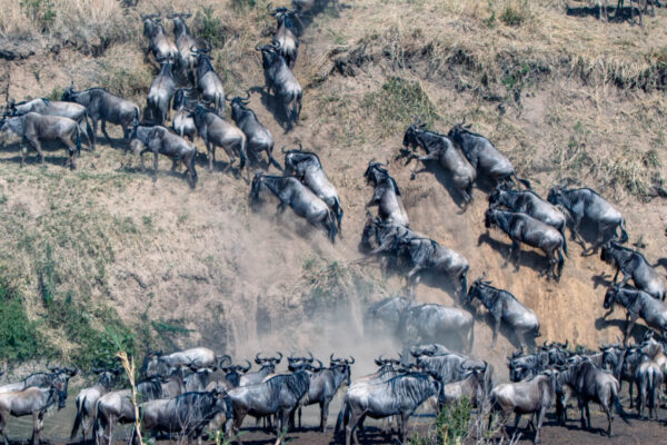 Gorillas and Wildebeest