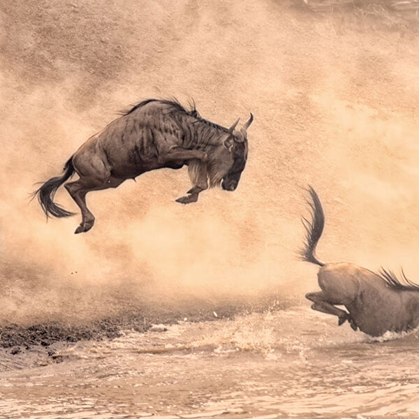 Gorillas and Wildebeest Migration Gorillas and Wildebeest Migration