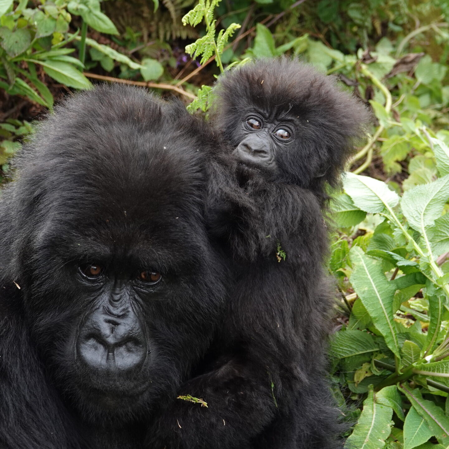 Great Apes Of Rwanda Great Apes Of Rwanda