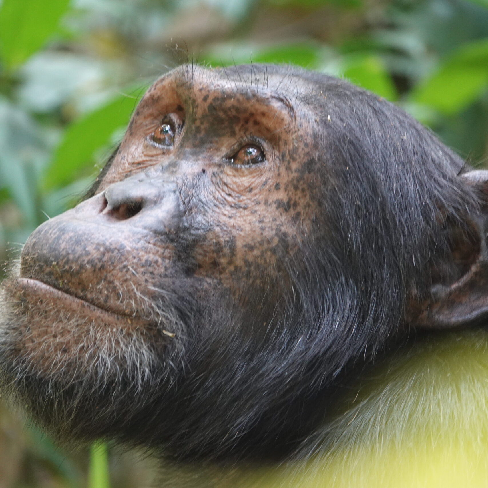 Great Apes Of Uganda Great Apes Of Uganda