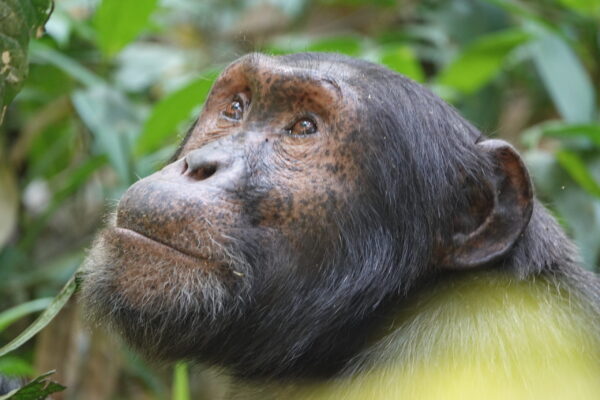 Great Apes Of Uganda